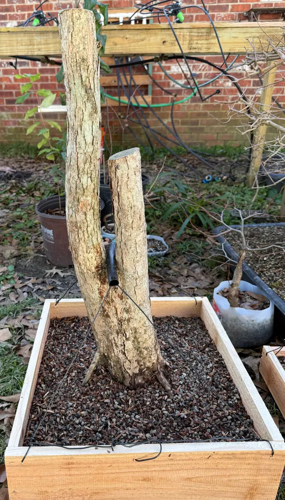 twin trunk swamp chestnut oak after post-collection preparation