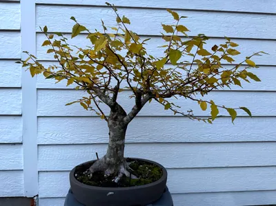 Water Elm (Planera aquatica)